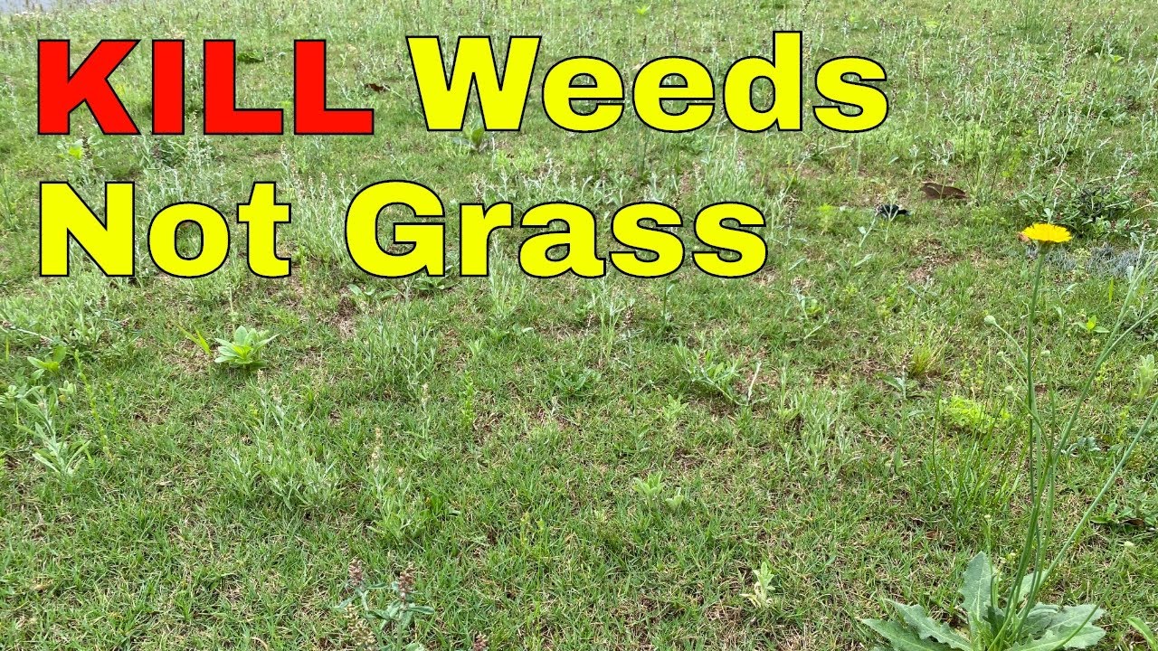 [How to KILL WEEDS] in Your Lawn WITHOUT KILLING the GRASS
