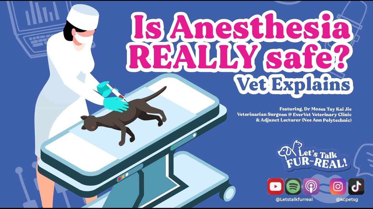 Is Anesthesia REALLY safe? Vet Explains