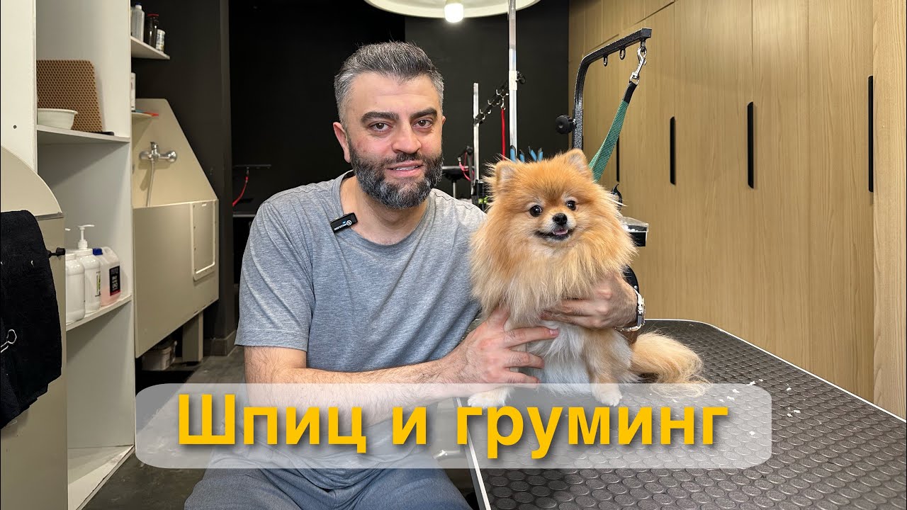 Шпиц и груминг! Секрет идеальной шерстки!