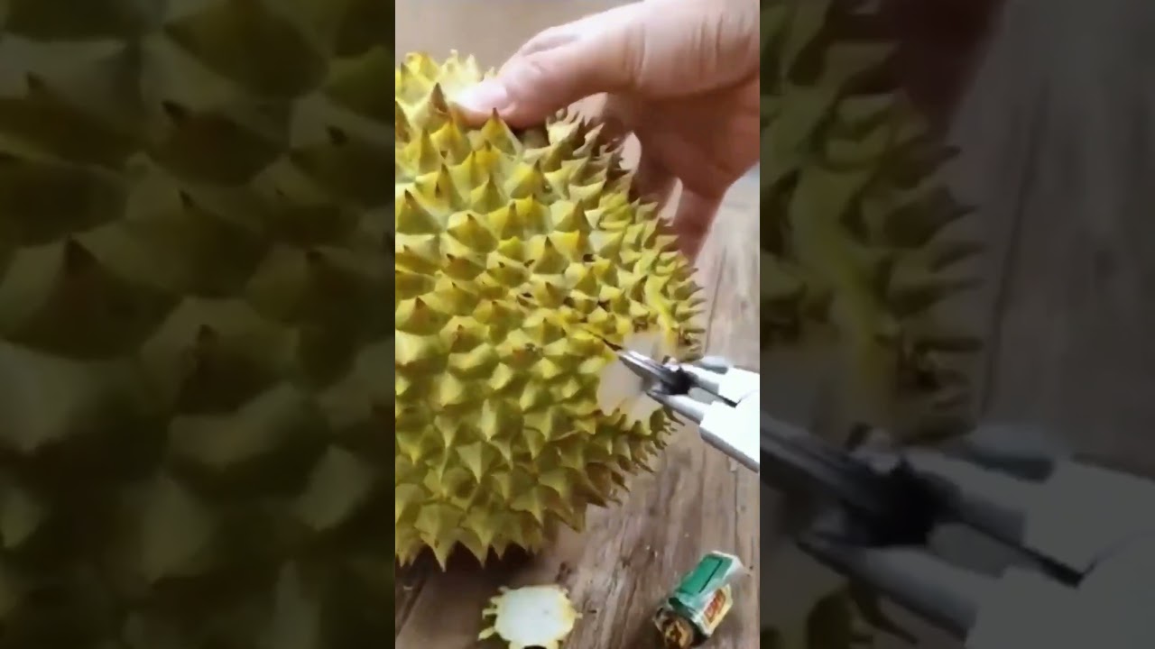Technique for opening fresh and satisfying durian fruit #shorts