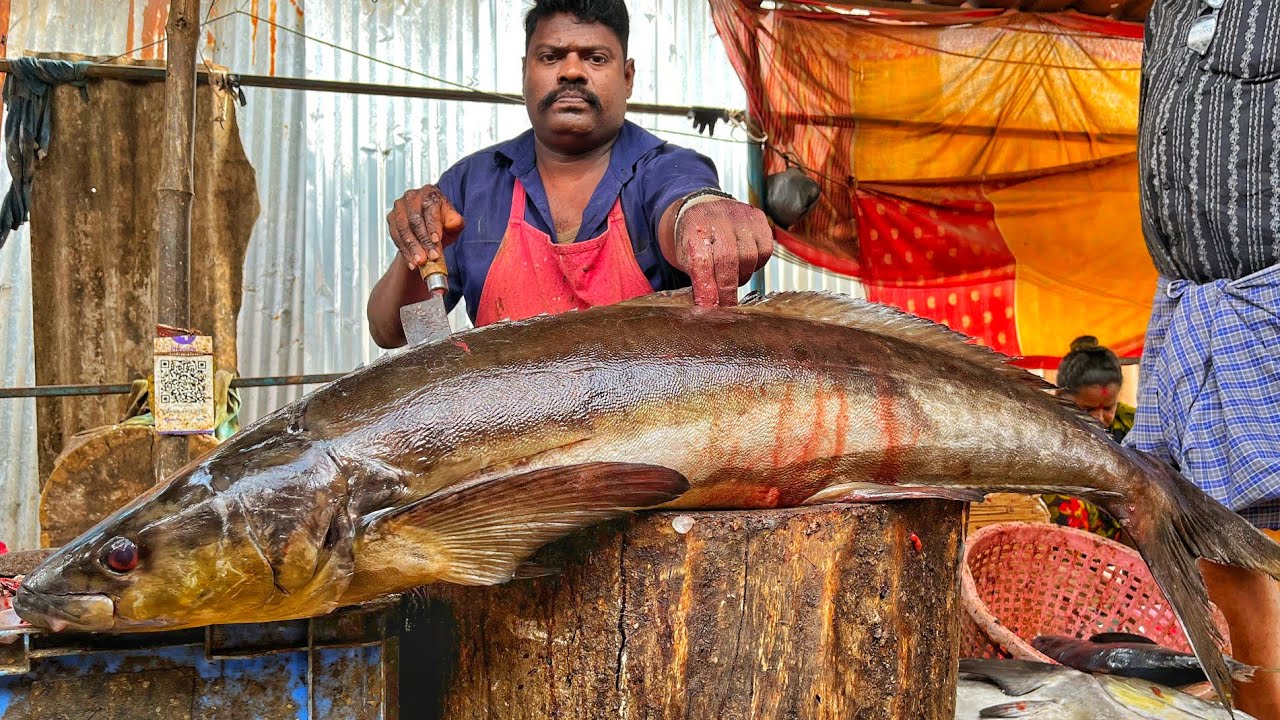 KASIMEDU 🔥 SPEED SELVAM | HUGE COBIA FISH CUTTING VIDEO | 4K VIDEO | KM FISH CUTTING