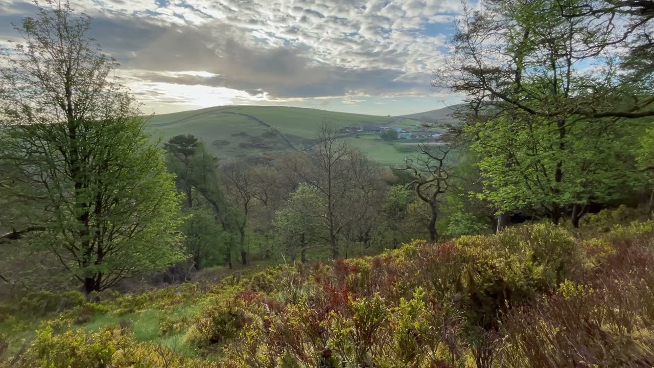 SOUNDS & VIEWS OF THE ENGLISH WOODLAND HERE AT HARWES FARM