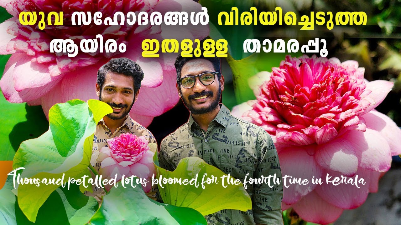 Ultimate 1000 Petal lotus blooms in  kerala || Garden tour Malayalam ||water plants collection