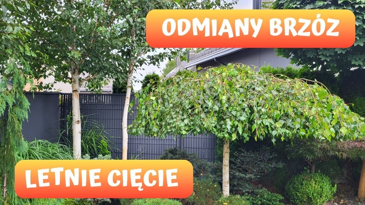 Kiedy i jak przycinać Brzozy? Pendula Youngii - cięcie formujące na parasol! Ciekawe odmiany Brzóz.