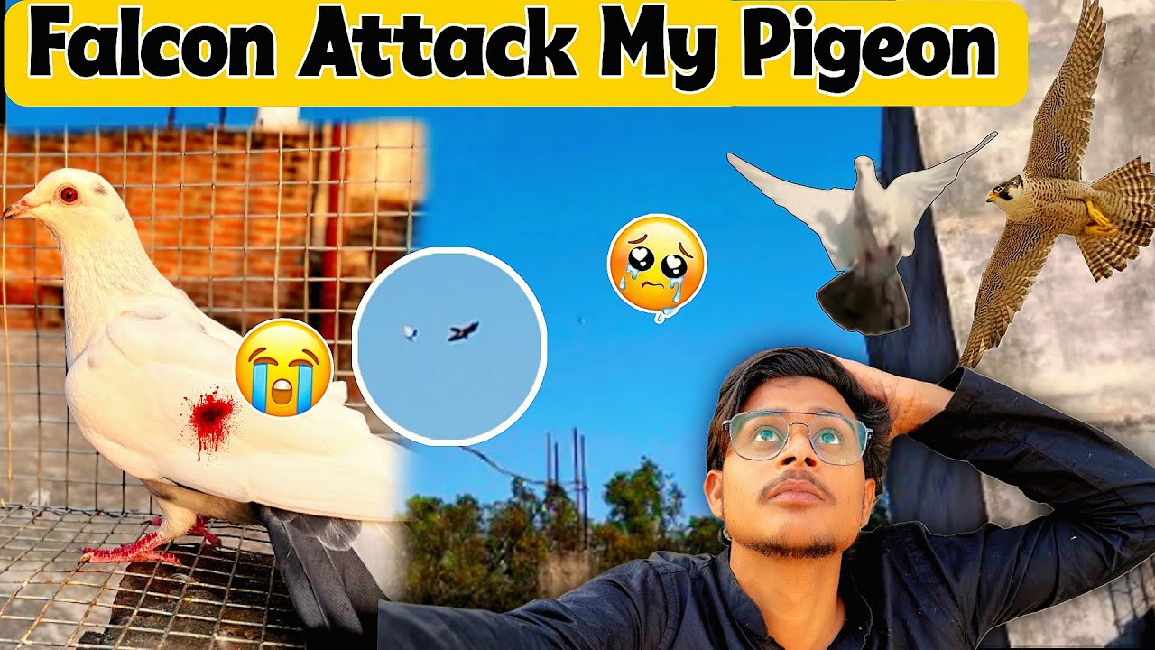 🦅BAZZ Ne To PURA😳Kohram MACHA Rakha Hai || Peregrine attack my pigeon 