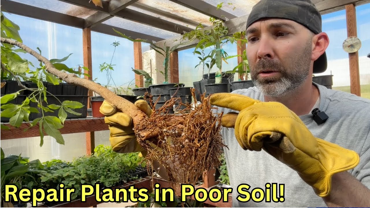How To Repair Plants in Poor Potting Soil