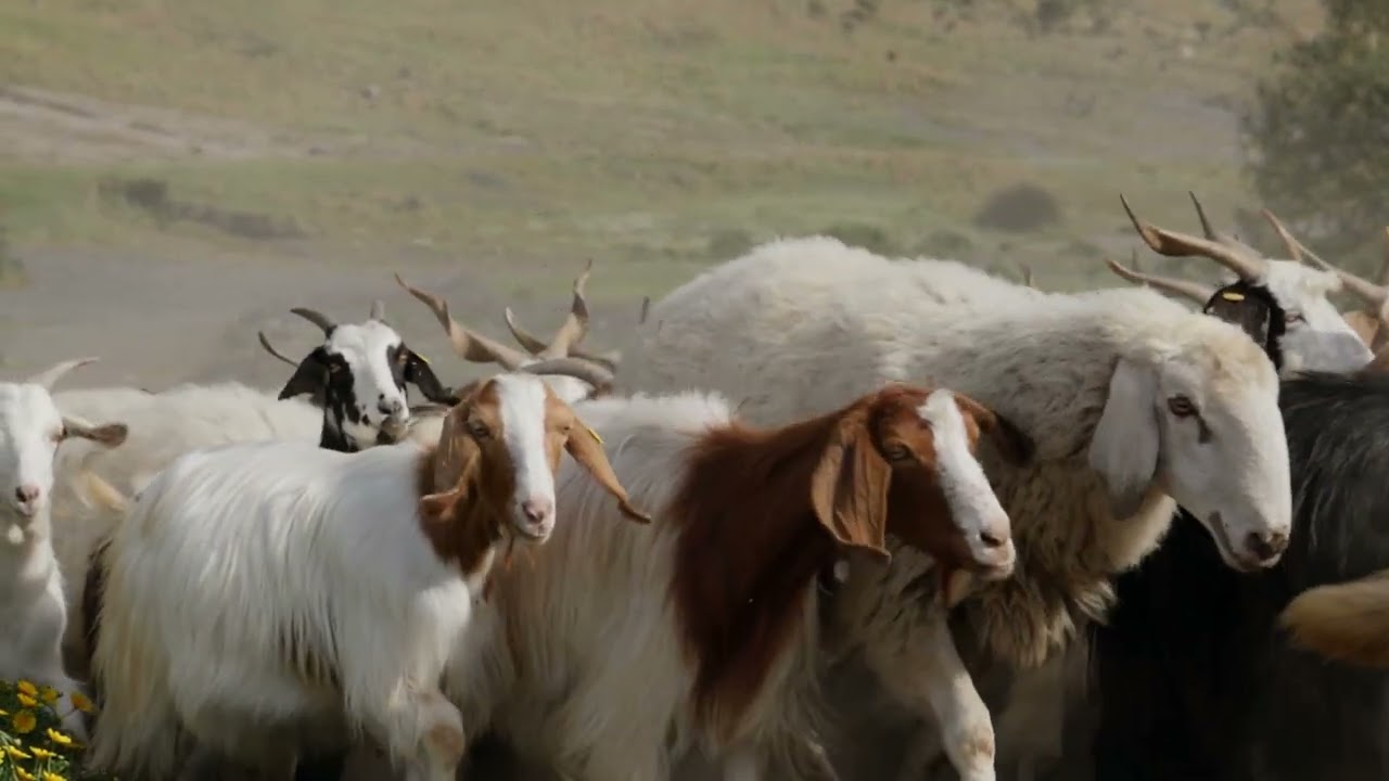The Art of Small Ruminant Production