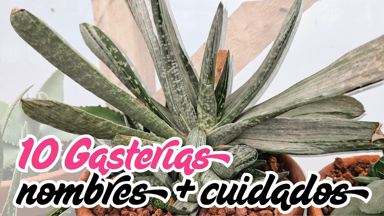 GASTERIAS: origen + nombres + cuidados