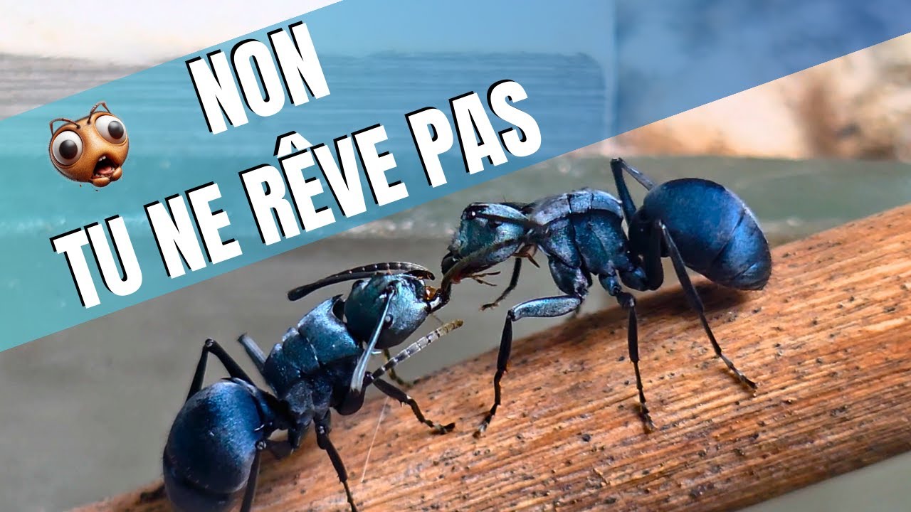 Je vous défie de me dire que les fourmis sont moches après avoir regardé cette vidéo !