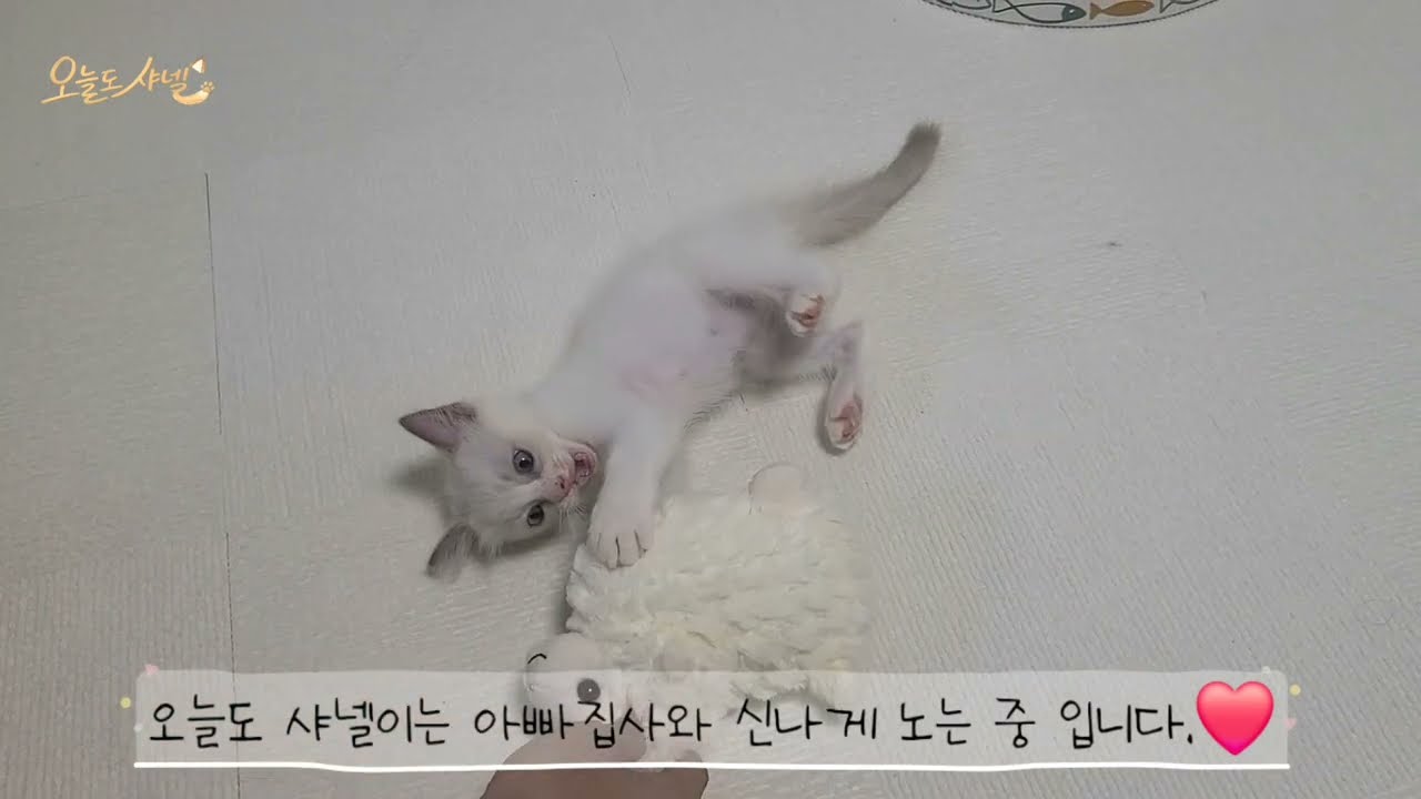 심장 주의.. 솜방망이 펀치 날리는 아기 고양이 '샤넬이'의 하루 🐾