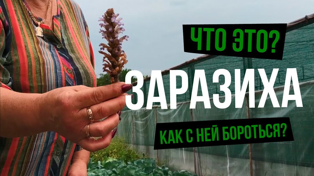Заразиха. Что это такое? Невозможно побороть?