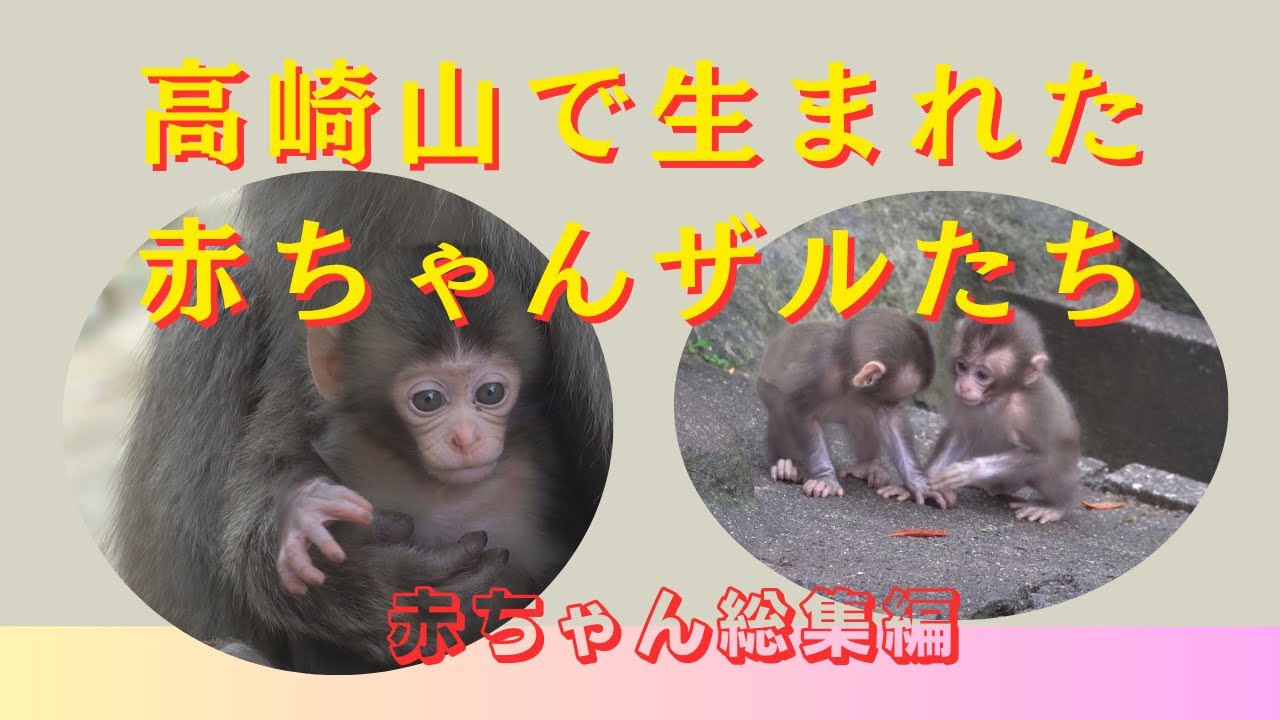 高崎山で生まれた赤ちゃんザル達　総集編 【モンキーパーク 高崎山自然動物園】