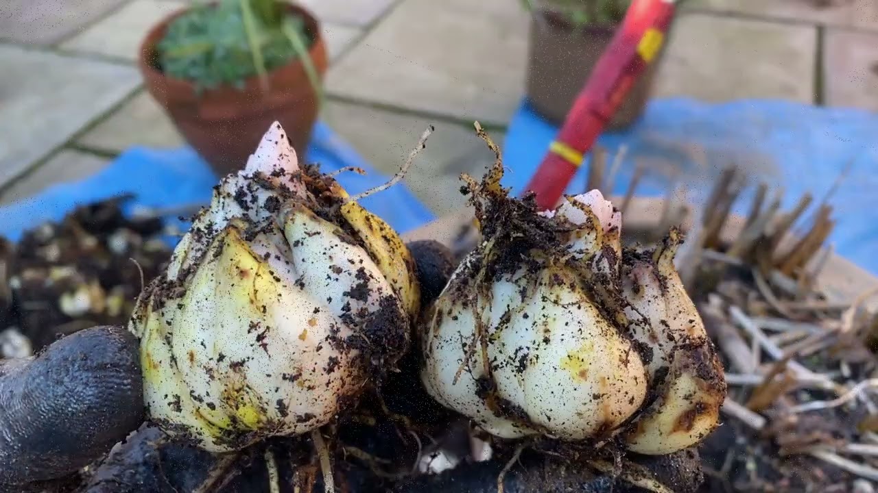 digging over 100 lily bulbs out of one pot! #easy #lily #garden #container #exotic #oriental