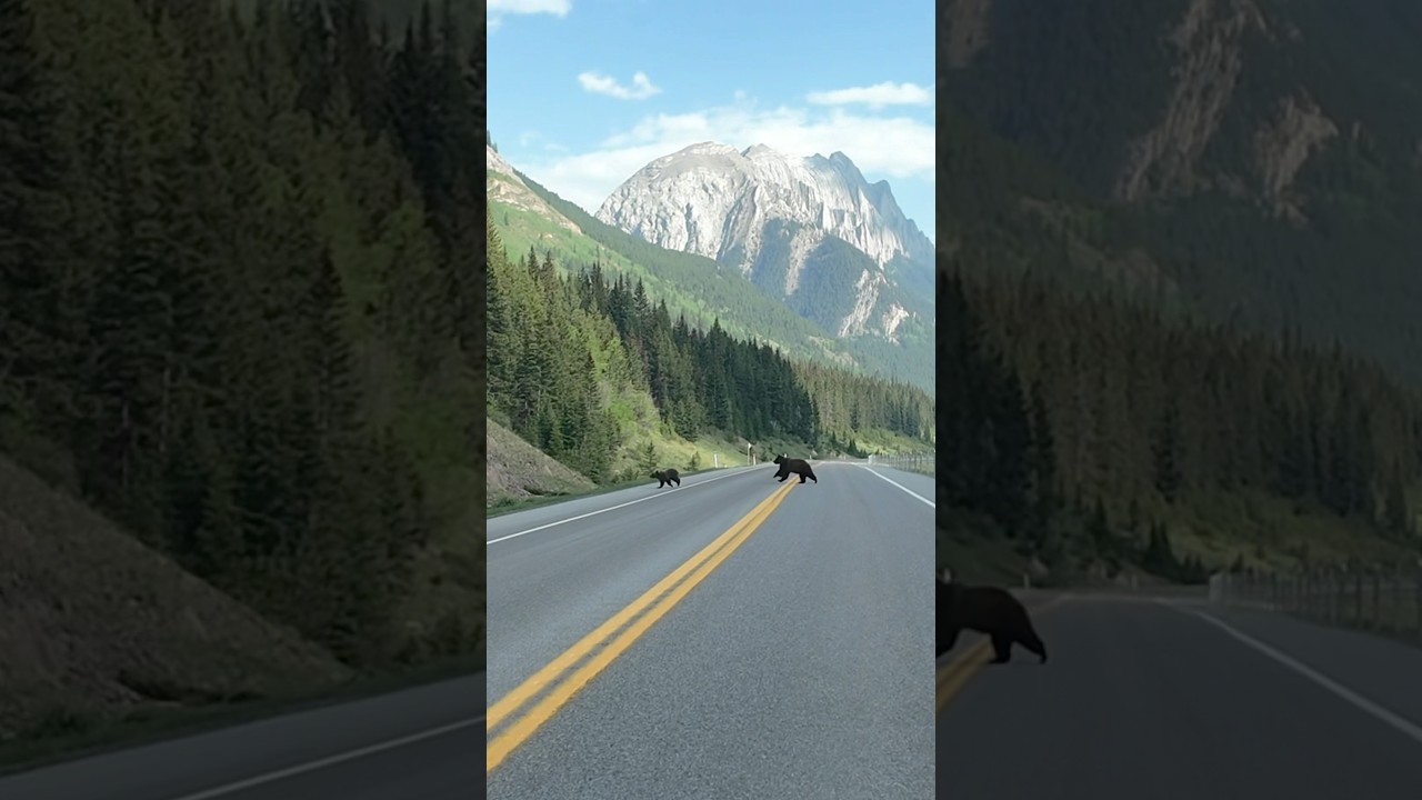 Kananaskis Road Trip 