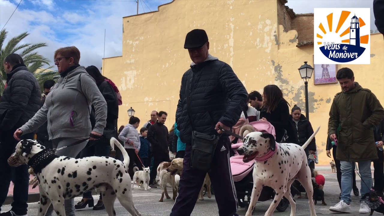 🐶🐱🐴 SAN ANTÓN 2019 - MONÓVAR 🐹🐰🐦