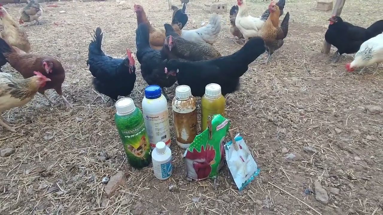 أهم الأدوية لمعالجة الأمراض المعوية والتنفسية والسموم عند الدواجن🐓والفيتامينات لزيادة إنتاج البيض🥚🥚🥚