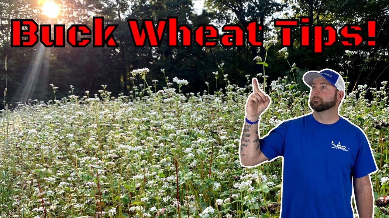BuckWheat Food Plots For Deer Updates With TIPS!