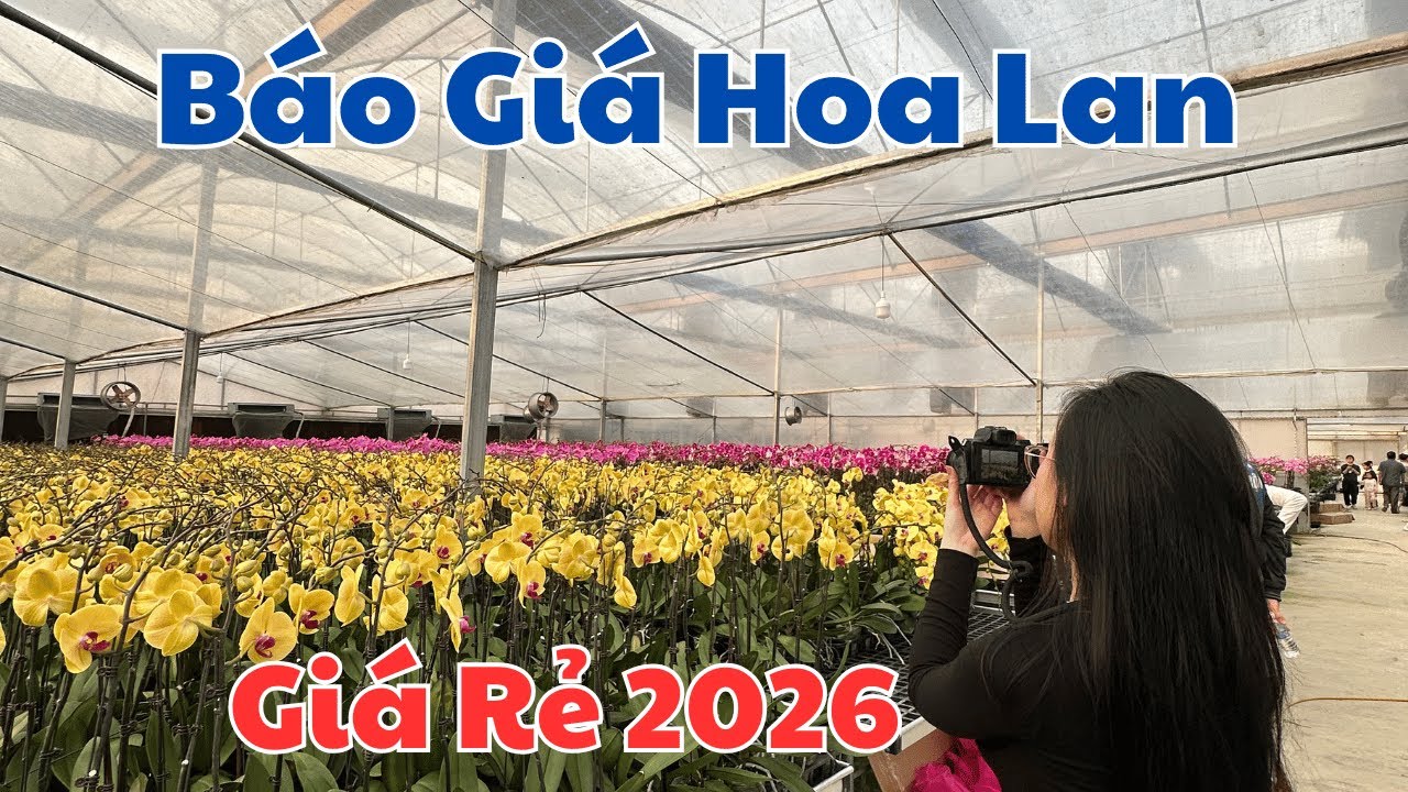 Địa chỉ bán hoa Lan Hồ Điệp giá rẻ tại vườn