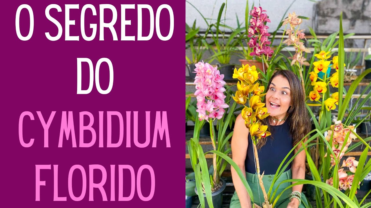 ORQUÍDEAS: Faça sua Orquídea Cymbidium florescer novamente com essas 4 dicas