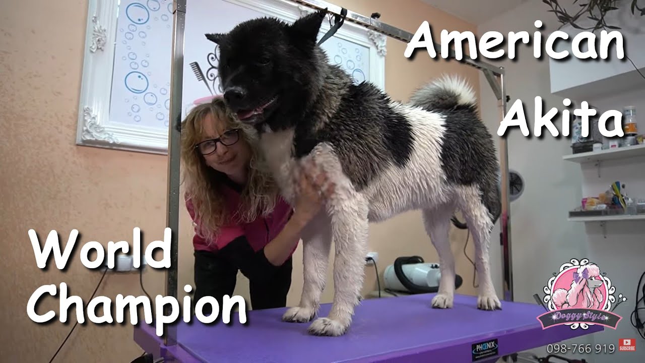 World champion 2021 / American Akita Grooming
