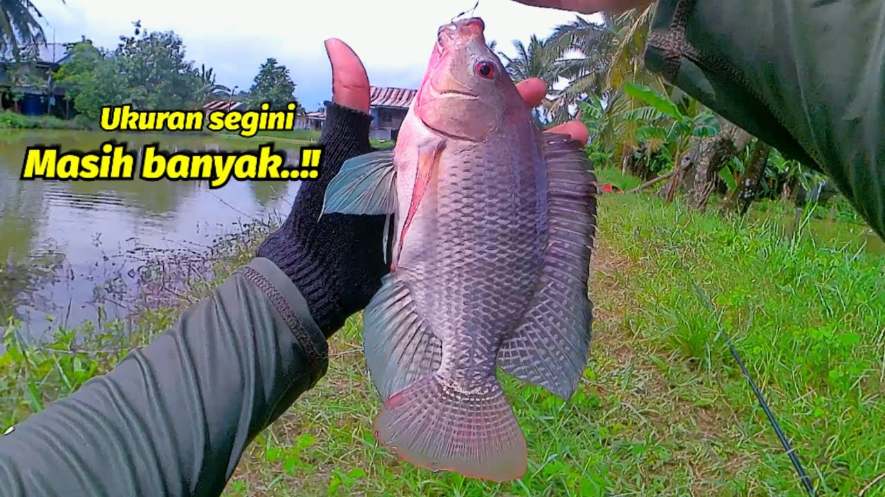 Menemukan sarang ikan nila besar yang banyak kangkungnya