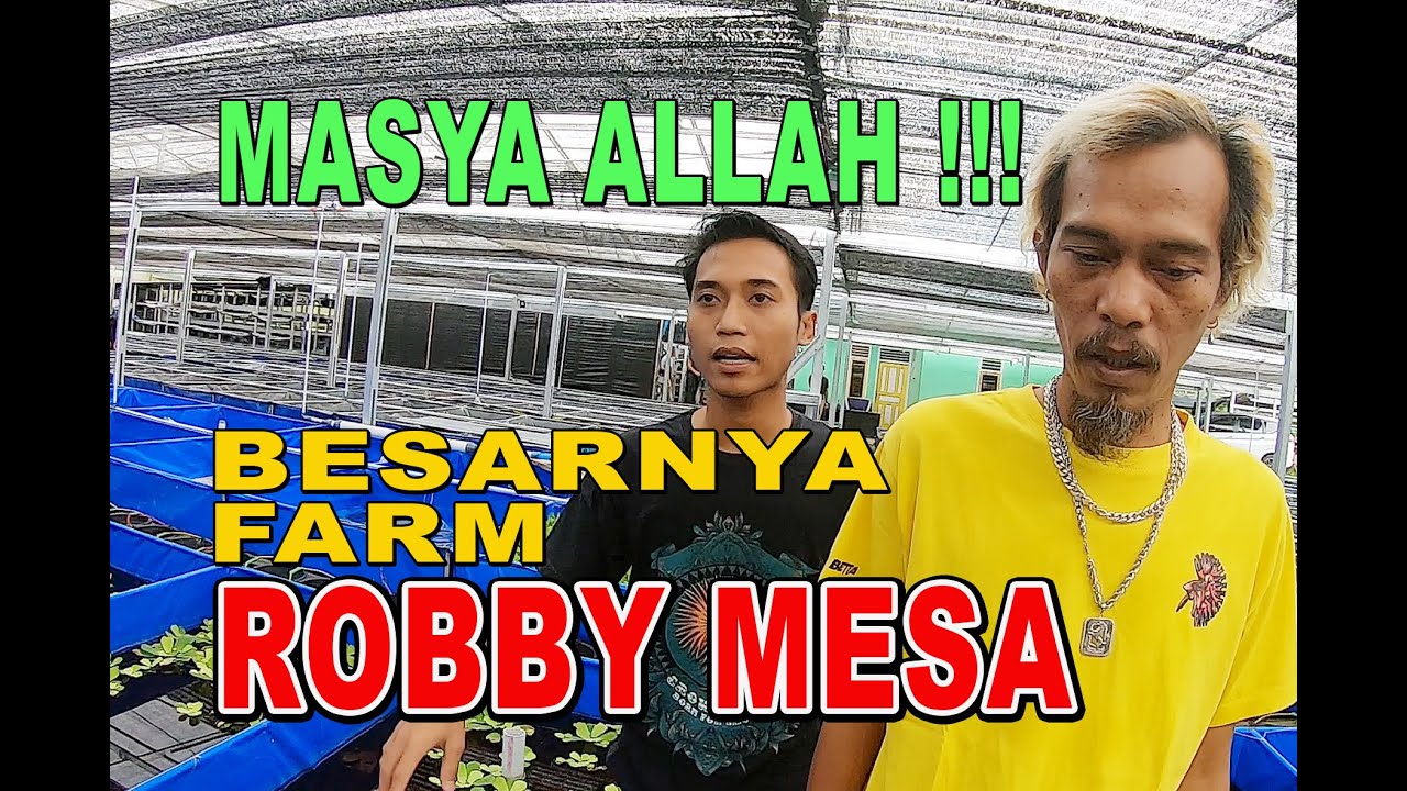MAIN KE FARM ROBBY MESA TER BARU, BESAR BANGET !!!!!!!!