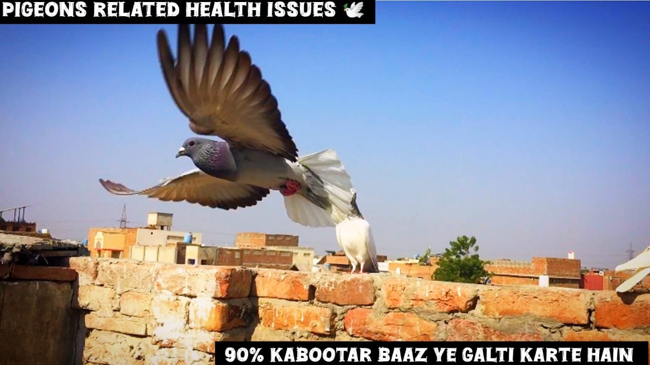 90% kabootar baaz ye galti karte hain(@ChanduMultanipigeons786 ) ess he waja se kabotar bimar hote