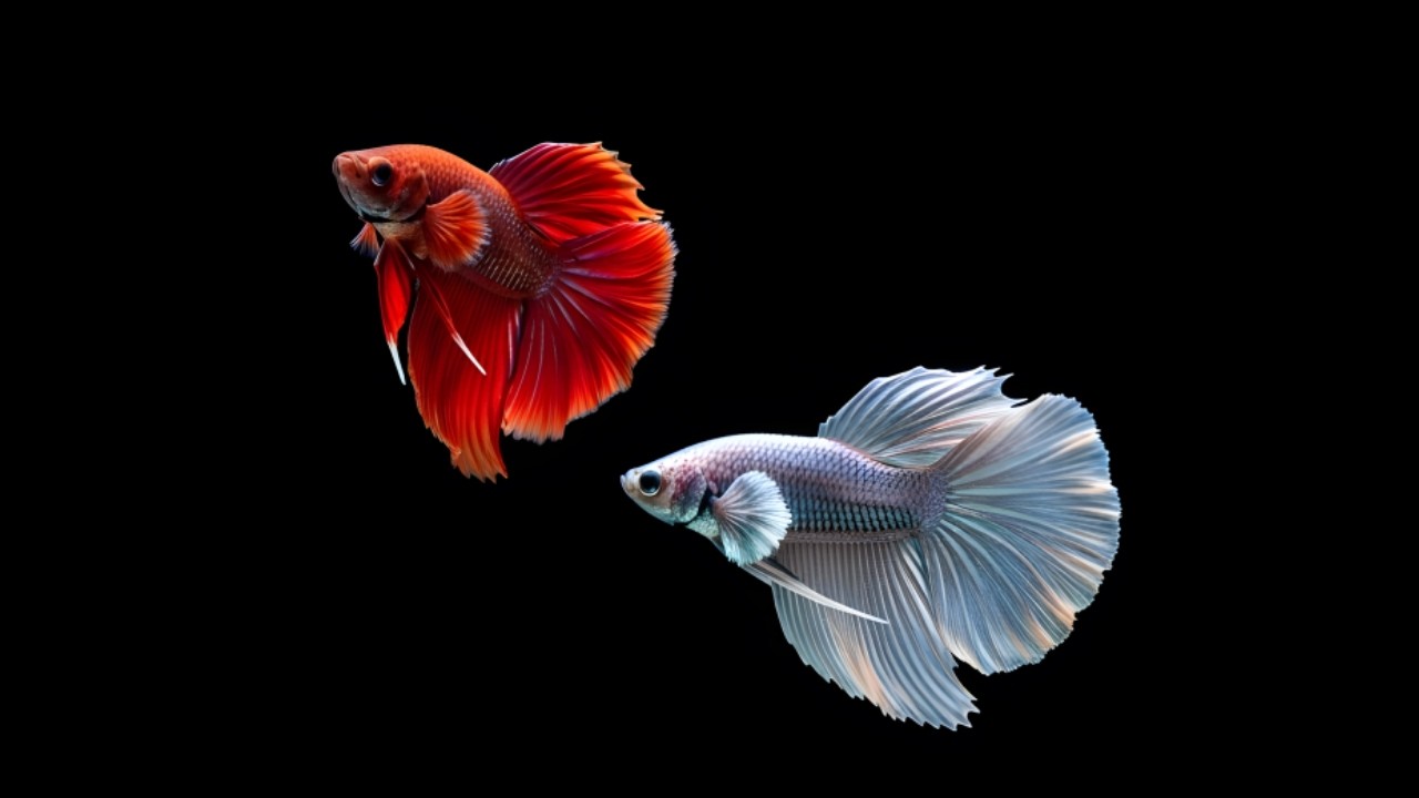 1 Hour Peaceful Betta Fish in 4K | Relaxing Aquarium Ambience for Sleep