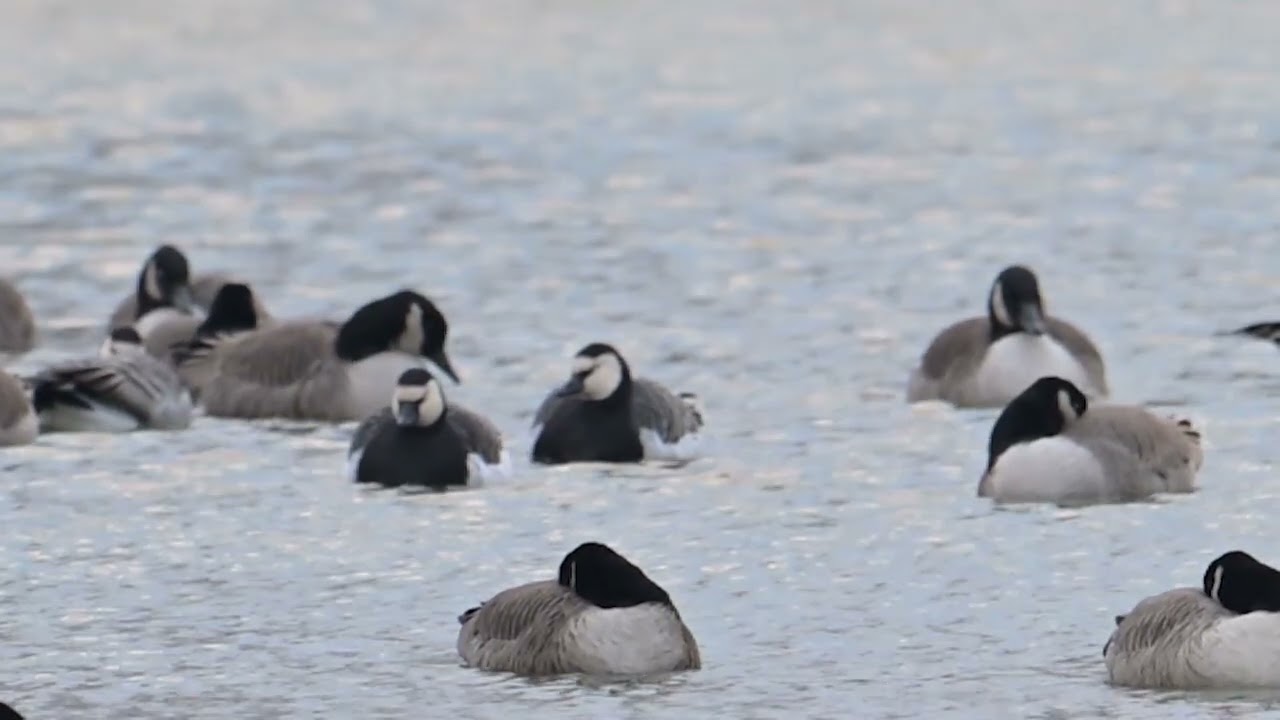 2025_12_30 Barnacle Geese - Monmouth County NJ (slow motion)