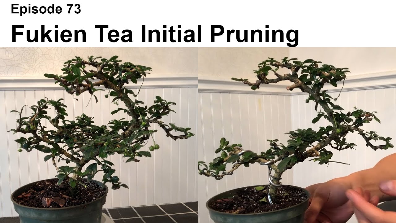 Episode 73, Initial Pruning of Fukien Tea