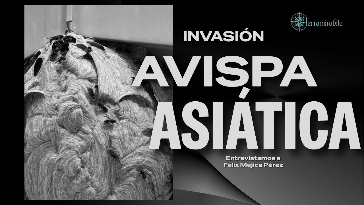 INVASIÓN, AVISPA ASIÁTICA