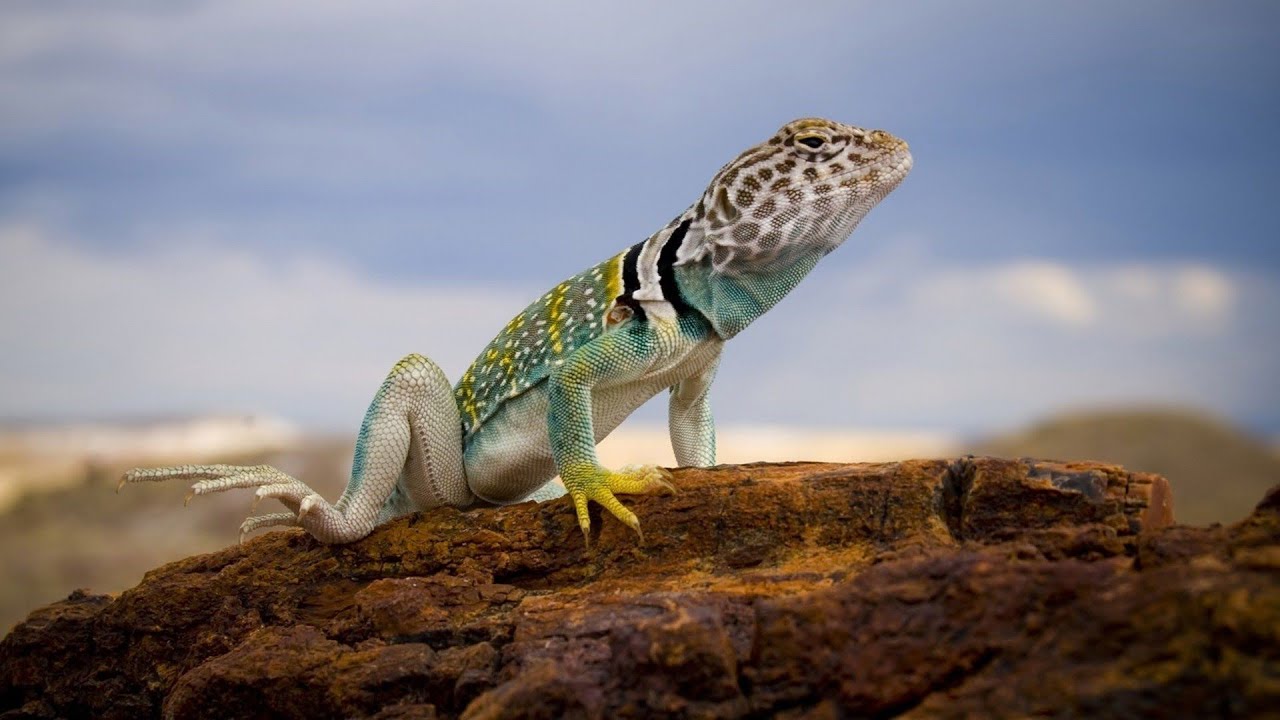 Introduction to Amniota: Characteristics of the Amniotes