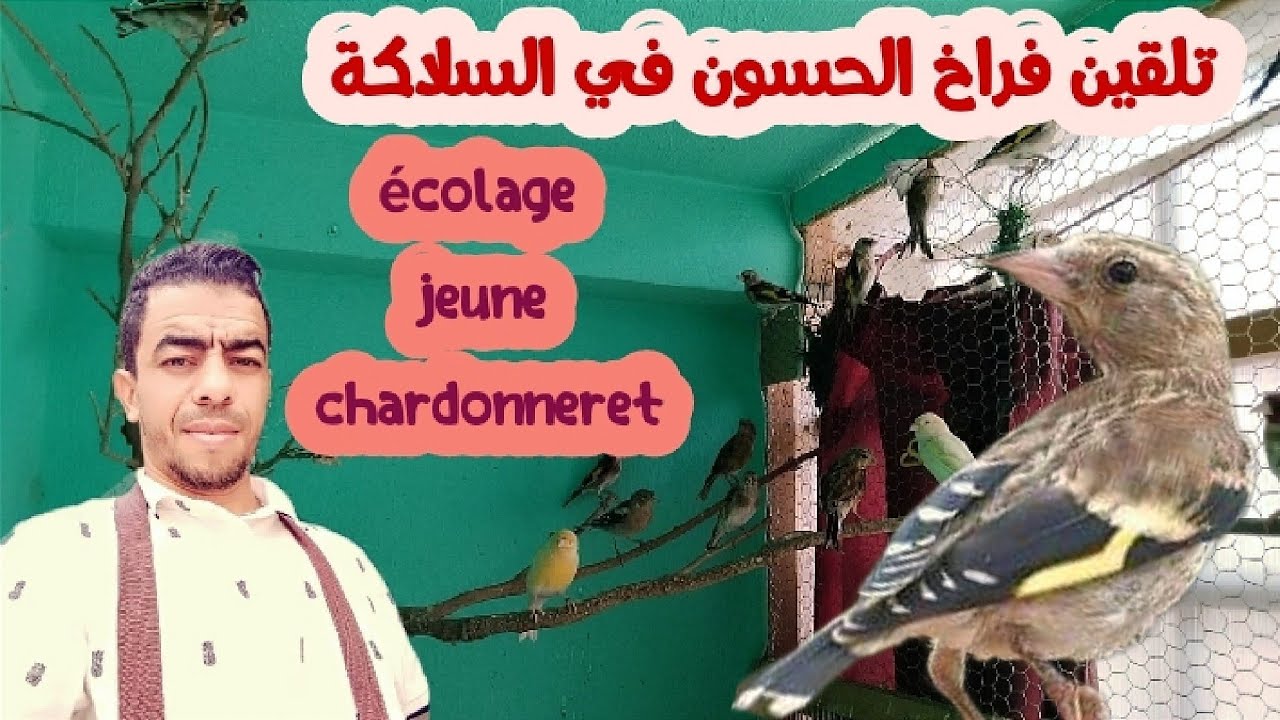 تجربة تلقين فراخ  الحسون في السلاكة - écolage jeune  chardonneret