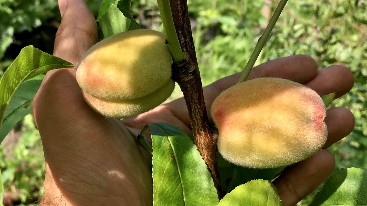 Персик Хасанский от Железова В.К привитый на сливу, терн и сеянец южного персика | Чувашия