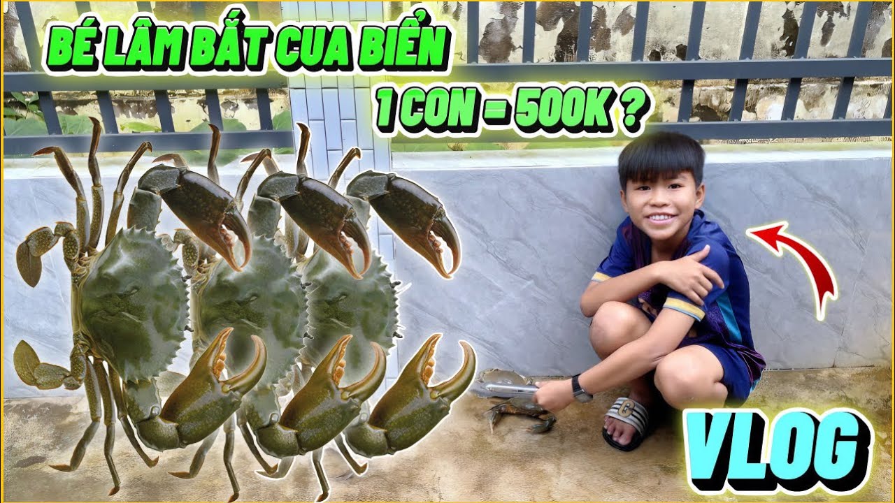 VLOG | Bé Lâm Thử Thách Bắt Cua Biển, 1 Con = 500K ???