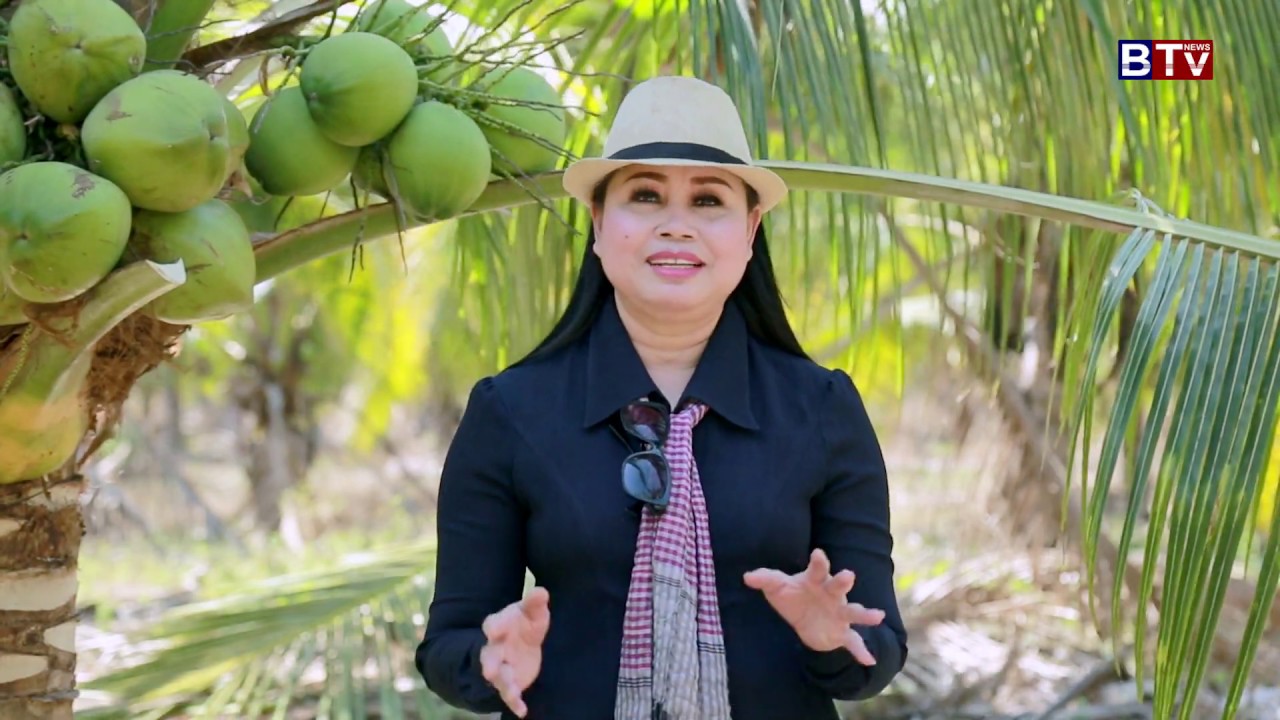 AGRICULTURE/ កសិកម្ម : ដំណាំដូងក្រអូប / Coconut  Eps.03/3