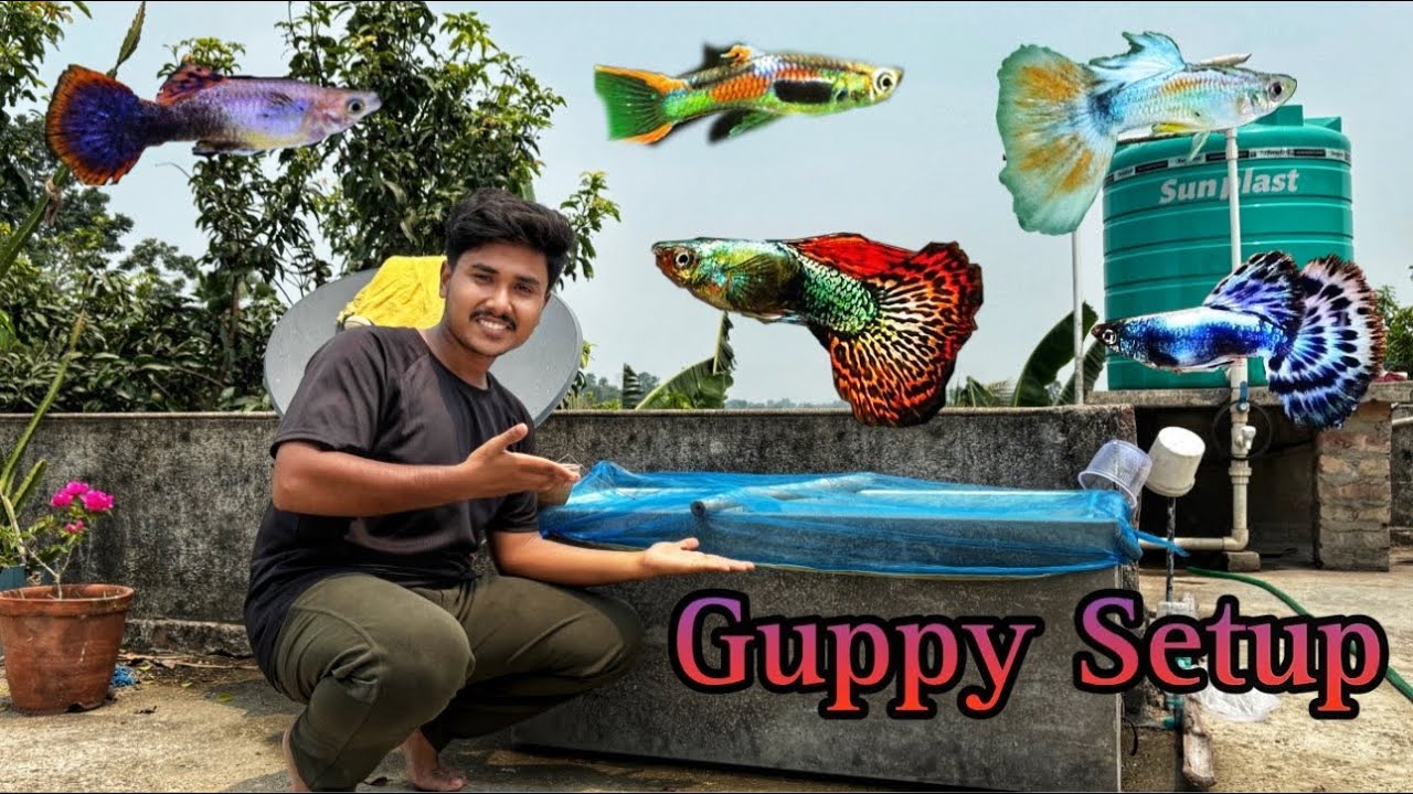 We Set Up A Mini Pond For Guppy Fish! ( SIMPLE SET UP )
