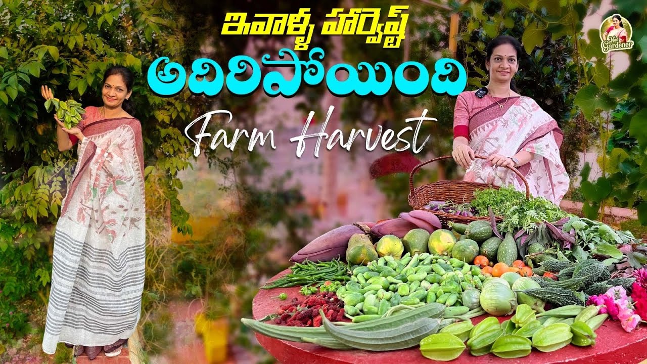 Farm Harvest/ స్టార్ ఫ్రూట్స్ , మల్బర్రీలు కూరగాయలు, ఆకు కూరలు , పువ్వులు… ​⁠@MAD GARDENER