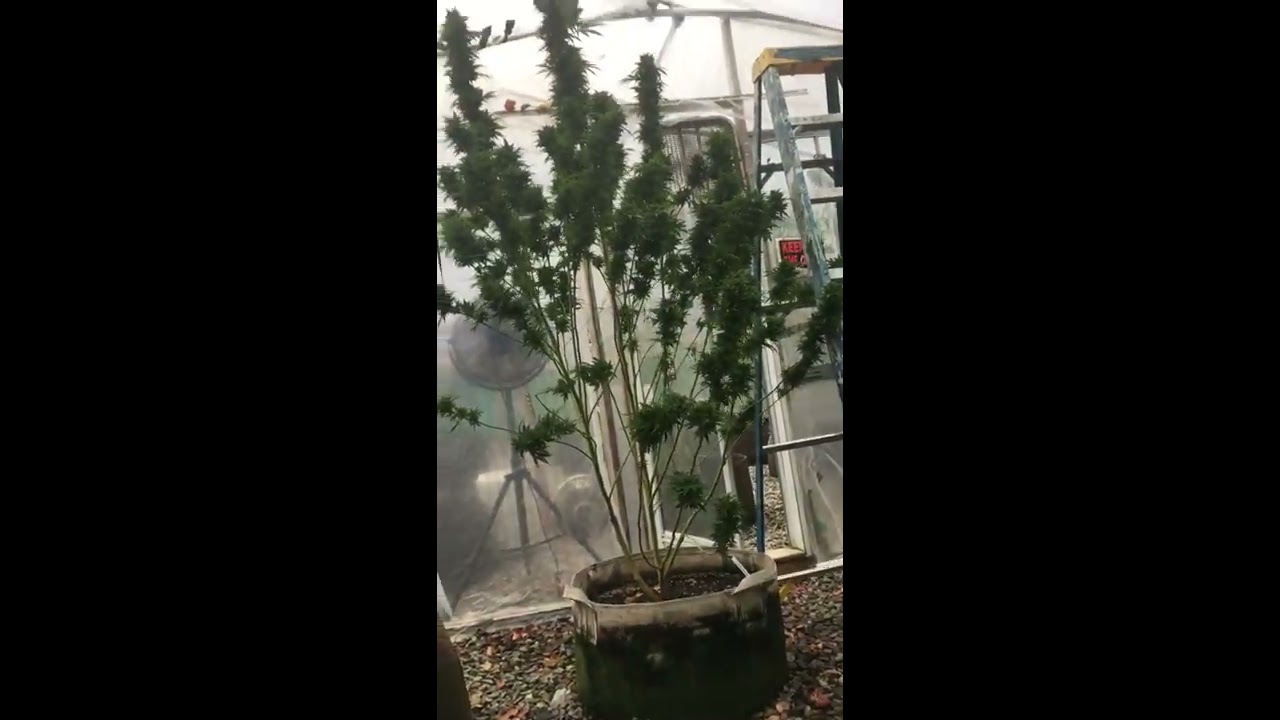 10 Foot Alaskan Thunder F**k, Marijuana Strain Hunter