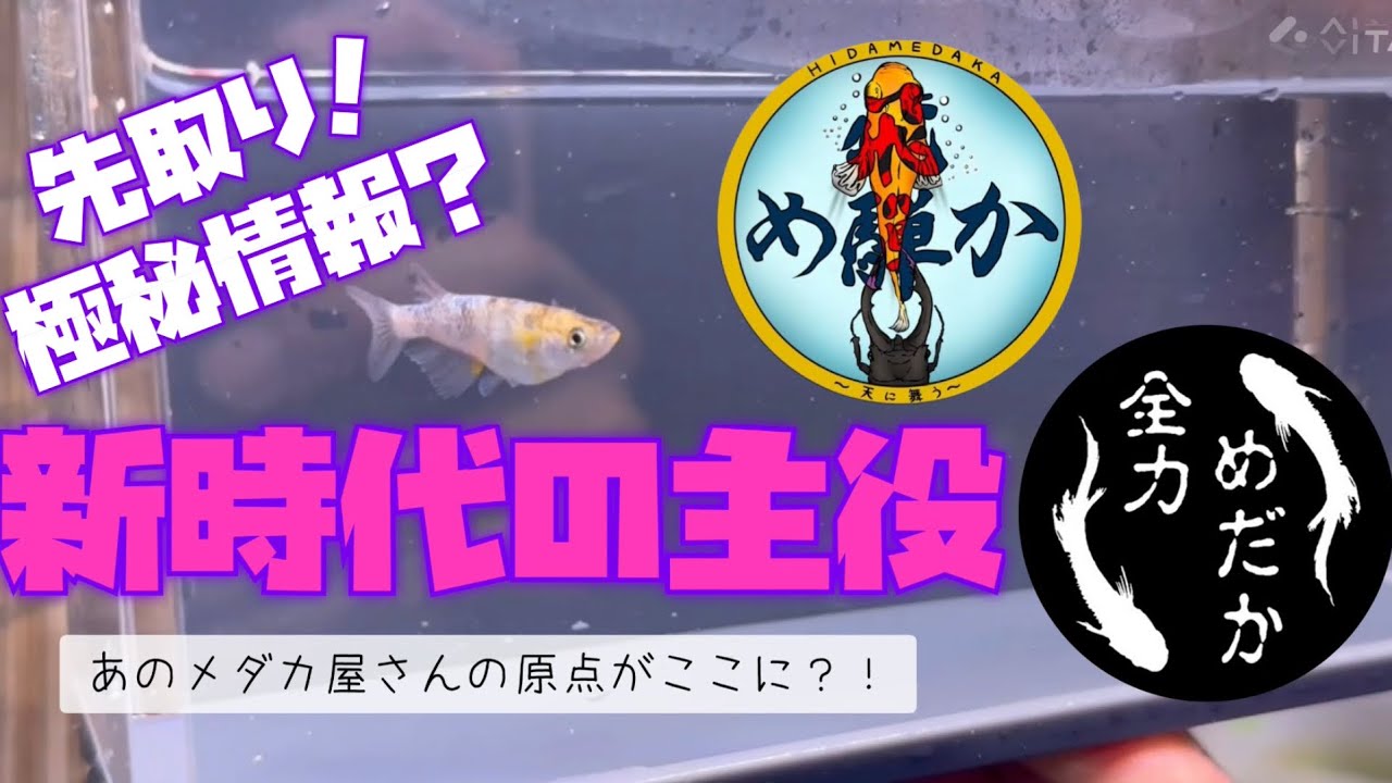 【全力メダカ】前回に引き続き飛騨メダカさんの飼育場から
