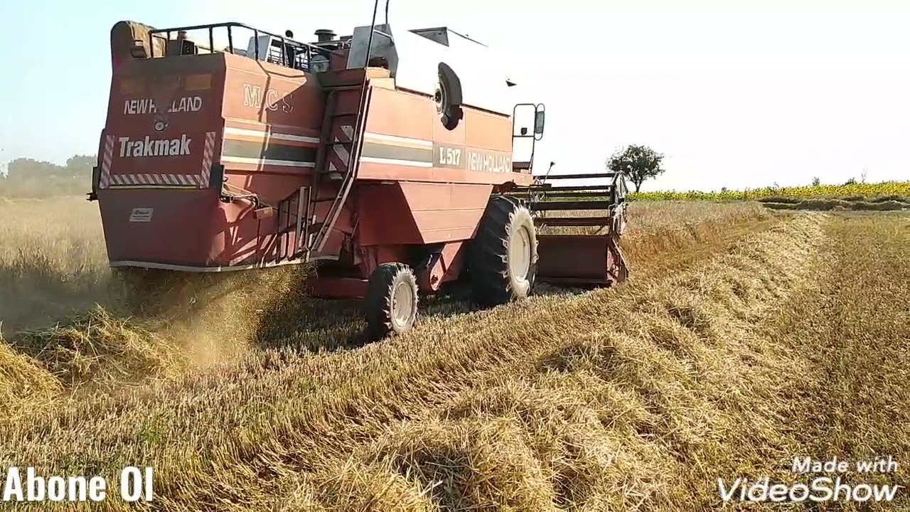 Biçerdöver zor gidiyor| Çavdar (Tritikale) biçiyoruz. New Holland L517