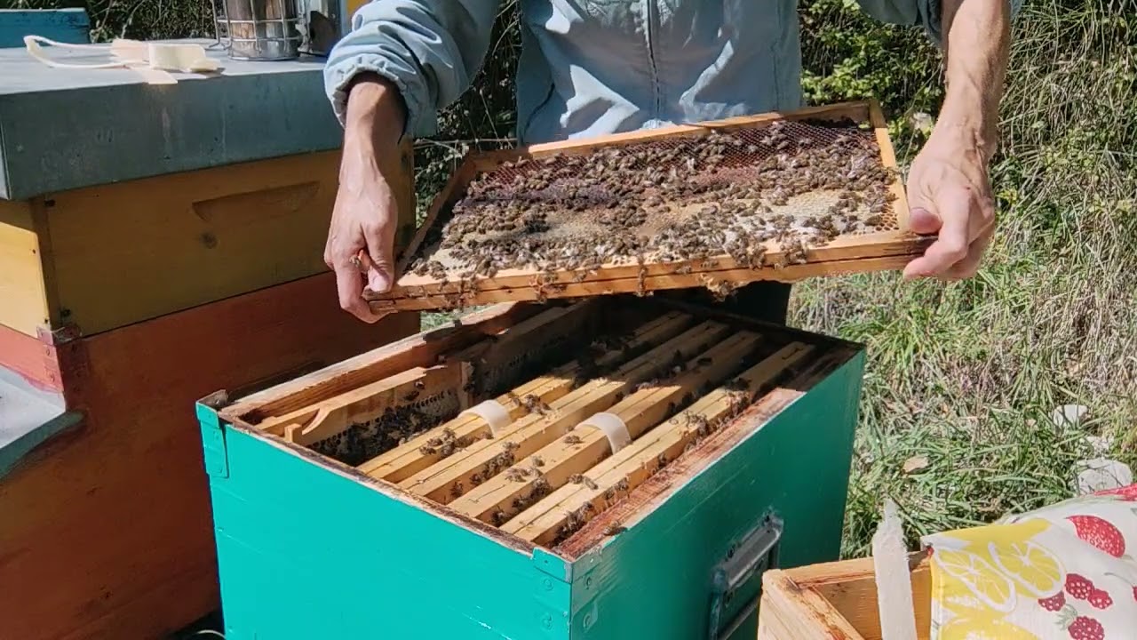 APICOLTURA 09/10/25 Melario pieno a ottobre  miele e polline, il segreto è lasciare fare alle api 🍯🐝