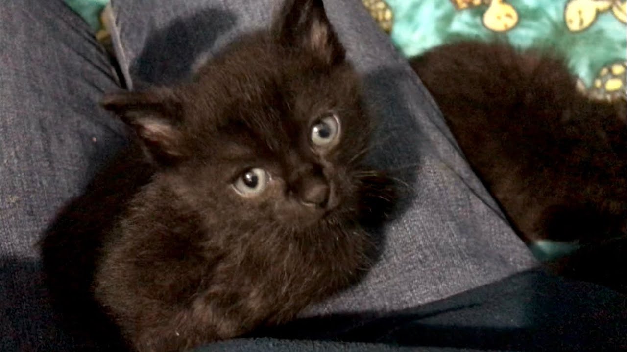 NEW Feral Kittens Trapped By My Teenage Nieces - More Mini Panthers