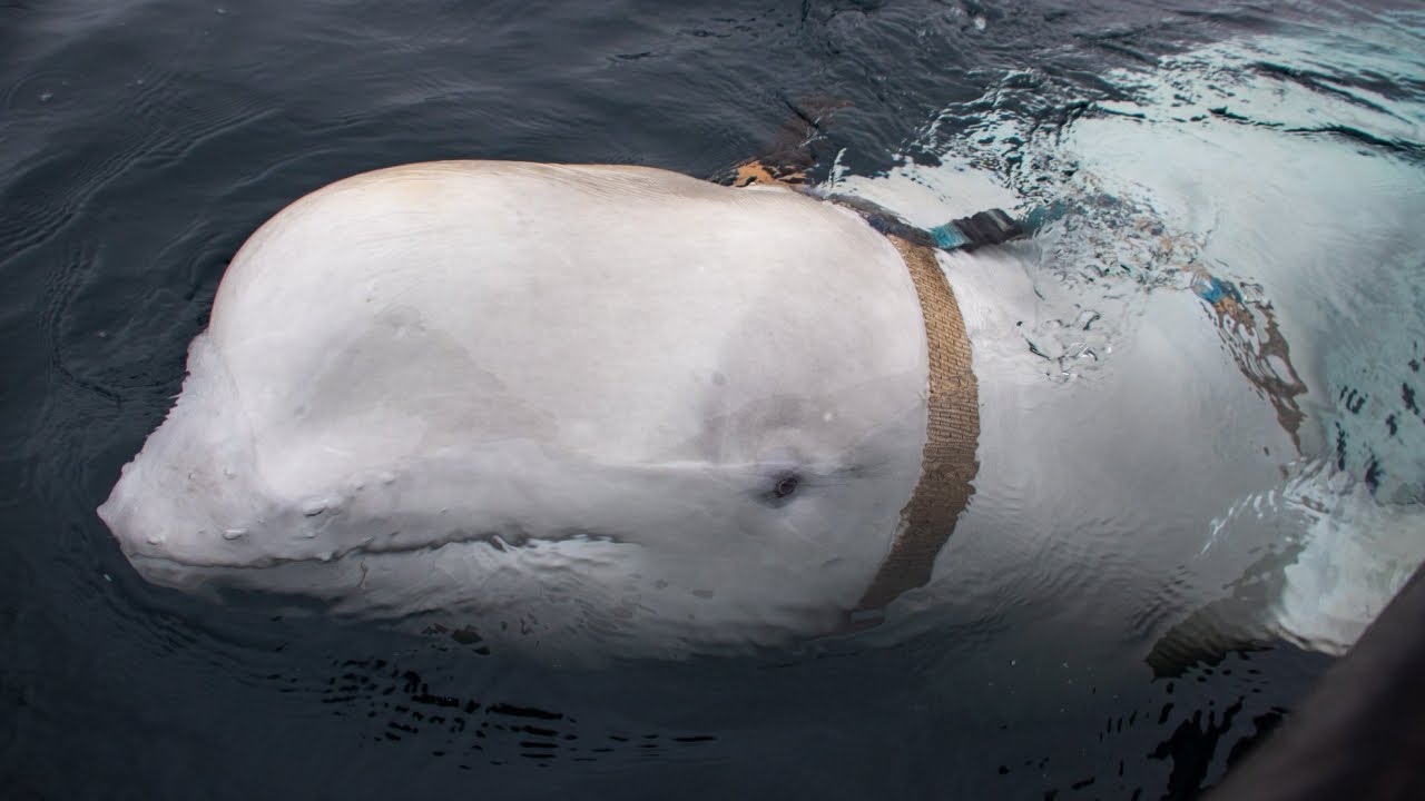 Whale in Norway may have been trained by Russia