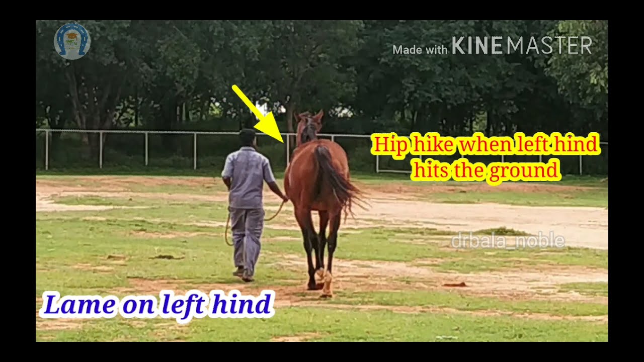 Vet Basics ll Hindlimb Lameness Identification