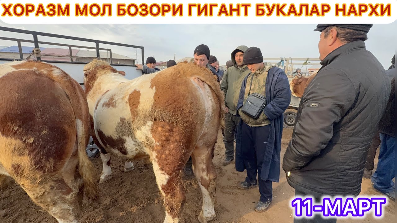 ХОРАЗМ МОЛ БОЗОРИ ГИГАНТ БУКАЛАР НАРХИ  11-Март 2026 г.