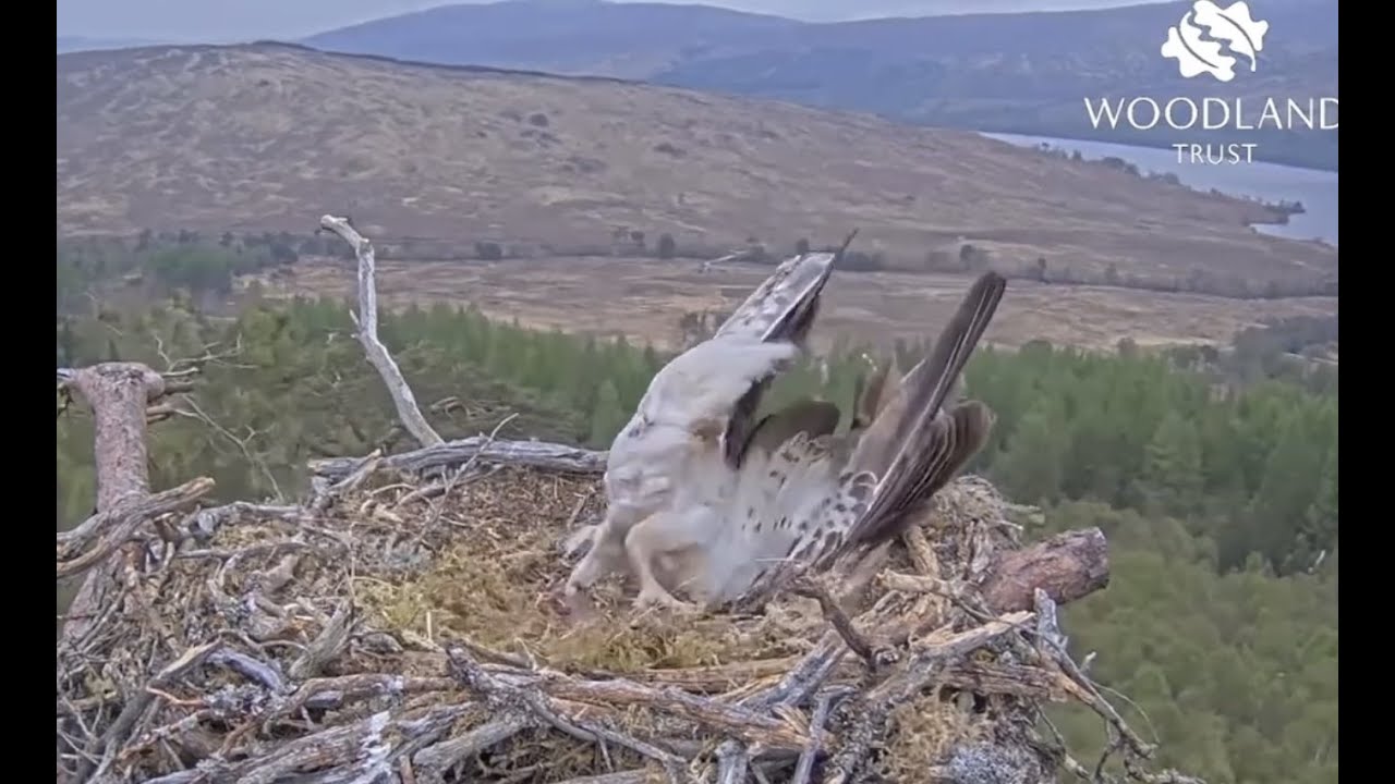 Shouldn't really laugh but…. poor Dorcha the Loch Arkaig Osprey is flipped upside down! 30 Apr 2022