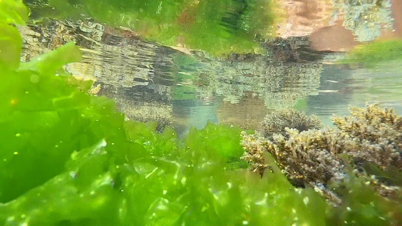 Série : Algues sur l'île d'Oléron (2/3) : le pouvoir des algues
