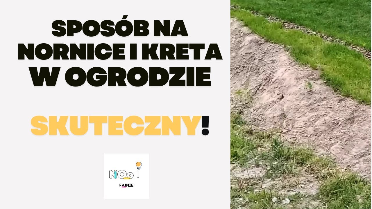 Jak pozbyć się nornic i kretów z ogrodu? Nornice w ogrodzie, kret w ogrodzie