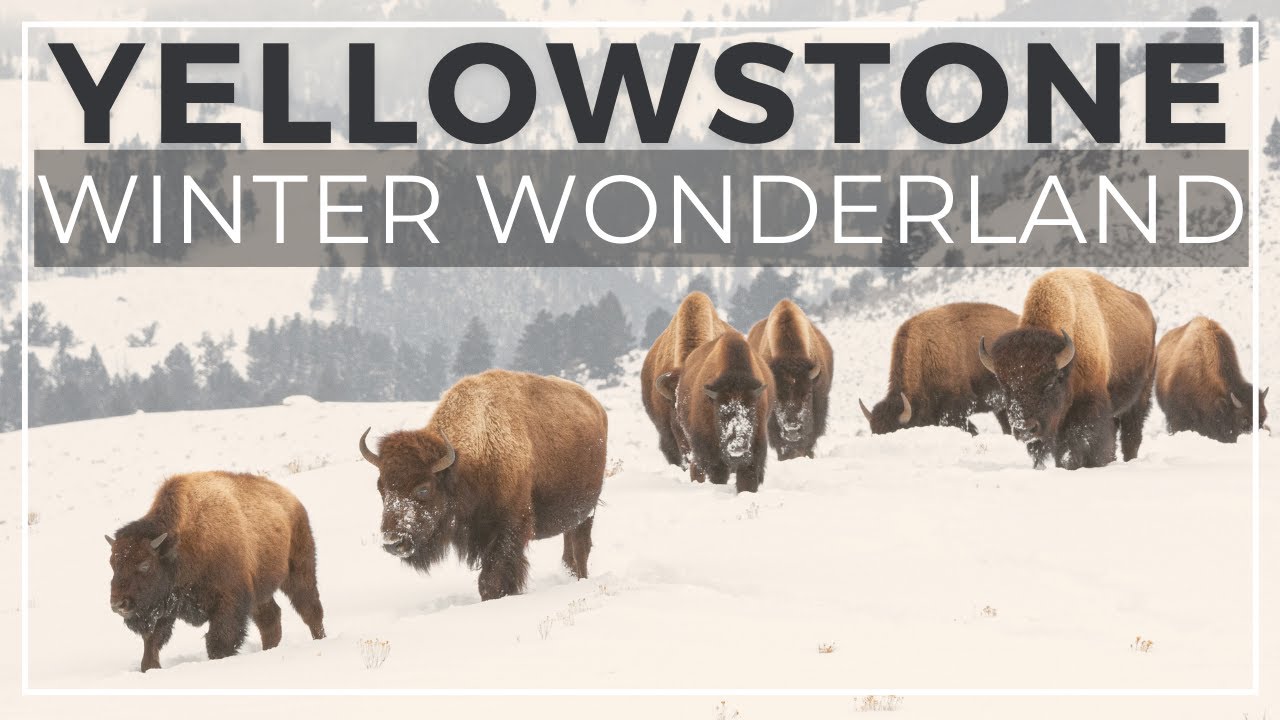 How to Visit Yellowstone in Winter: 14 things to know
